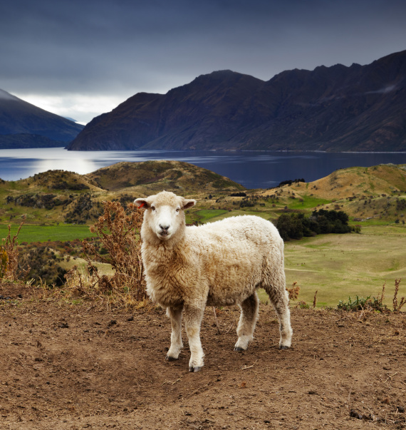 MONGOLIAN LAMBS WOOL